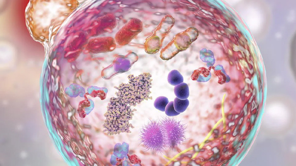 Learning About the Mitochondrial Role in a Lysosomal Storage Neurodegenerative Disorder