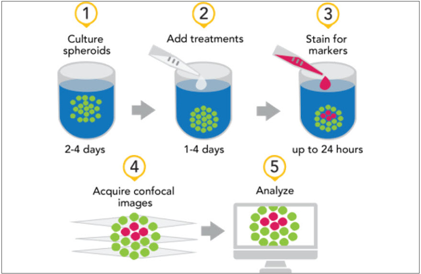 Confocal Imaging and Analysis of Spheroids for Determination of Dose Response during Drug Treatment