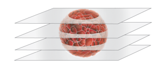 Confocal Fluorescence Imaging
