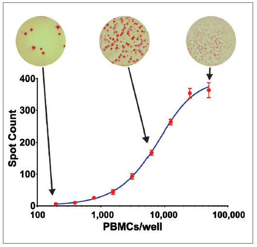 Stimulation of Human Peripheral Blood Mononuclear Cells