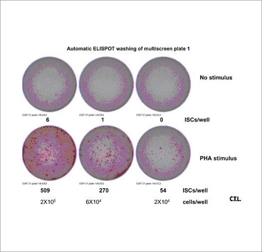 Automating the Wash Steps of ELISpot Assays using BioTek's 405 TS Microplate Washer