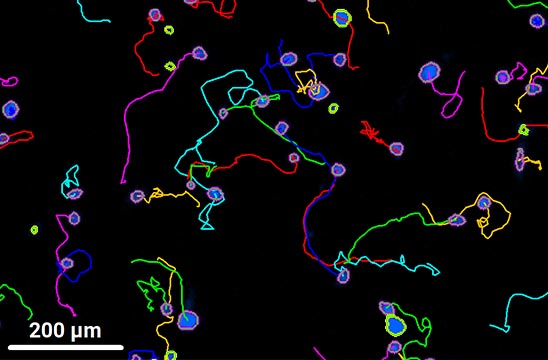 Agilent BioTek Gen5 Object Tracking Module: Applications in 2D cell migration