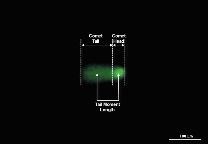 Automated Comet Assay Imaging and Dual-Mask Analysis to Determine DNA Damage on an Individual Comet Basis