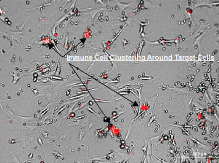 An Image-Based Method to Detect and Quantify T Cell-Mediated Cytotoxicity of 2D and 3D Target Cell Models