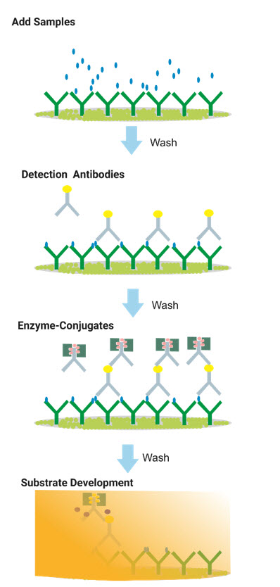 Figure 1. Schematic of TR-FRET