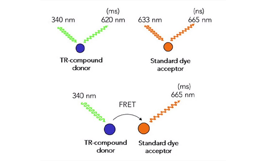 Figure 1. Schematic of TR-FRET