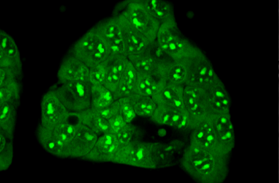 LUCS: An Innovative Cell-based Assay Technology