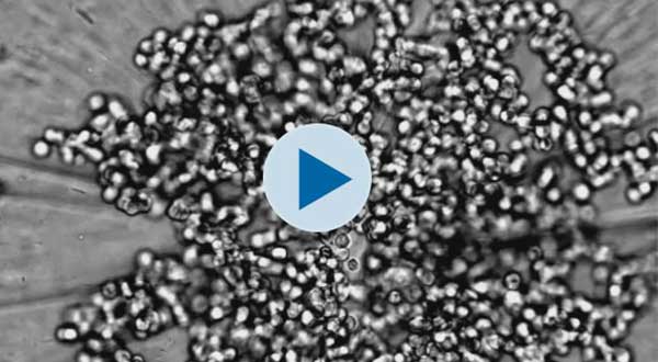 Spheroid - 3D Cell Culture Resources