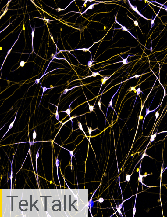 Neurobiology Cell Analysis