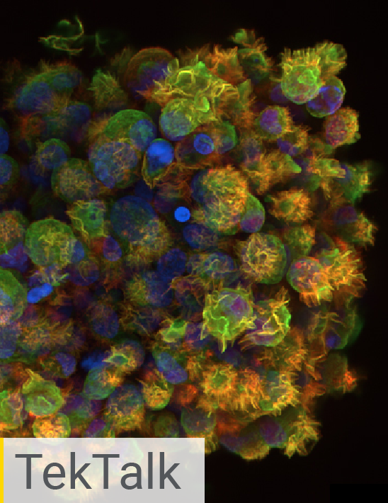 Organoids and 3D Models 