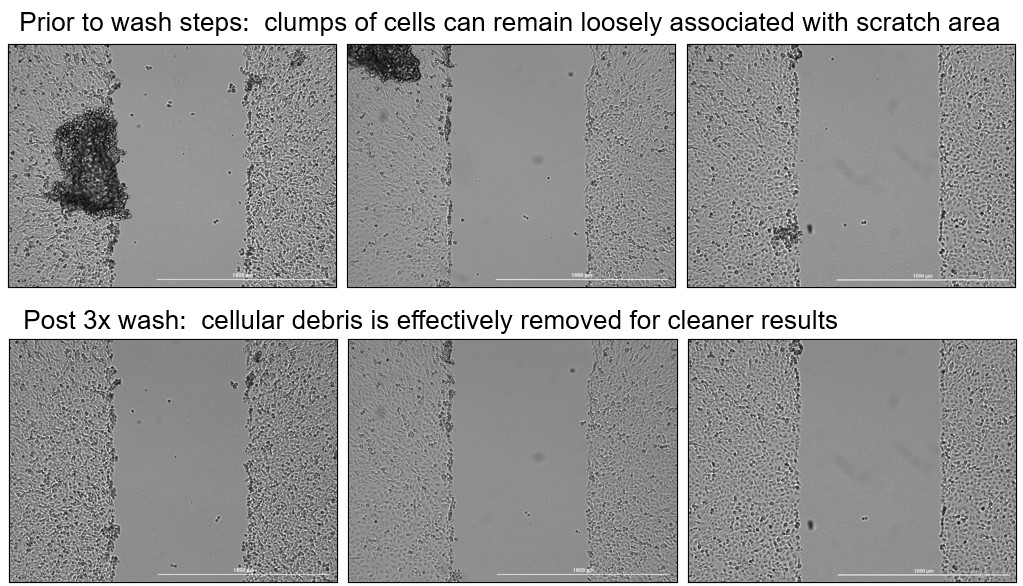 Optimize microplate migration assays with automated wash procedures for cleaner and more reproducible results