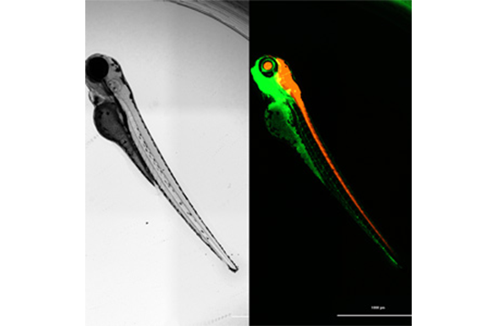 Zebrafish and Lionheart: A Perfect Match