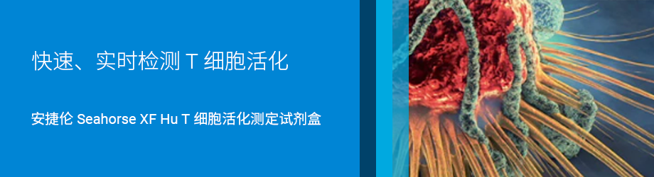 快速、实时检测 T 细胞活化