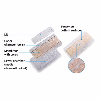 xCELLigence RTCA DP - 细胞侵袭和迁移
