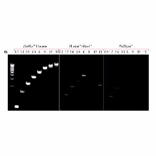 PfuUltra II Fusion 高保真 DNA 聚合酶