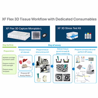 Seahorse XF Flex 分析仪