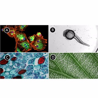 BioTek Cytation 7 细胞成像多功能微孔板检测系统