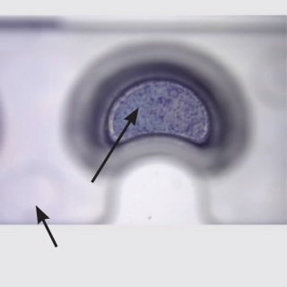 RTCA E-Plate Insert