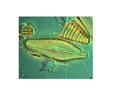 散装吸附剂和盐