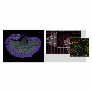 BioTek Lionheart FX 全自动智能成像分析系统