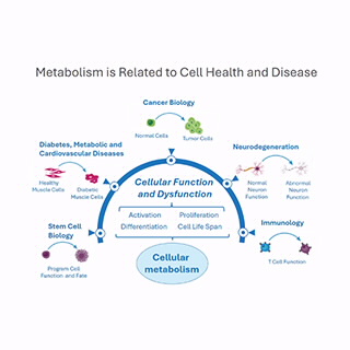 Seahorse XF Flex 分析仪